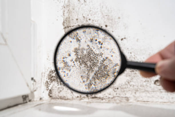 Why You Should Choose Our Mold Remediation Services in Oriole Beach, FL